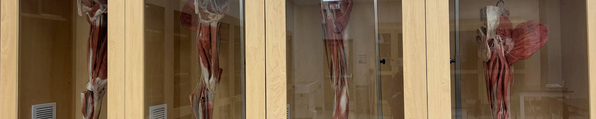 Simulation Plastinates
